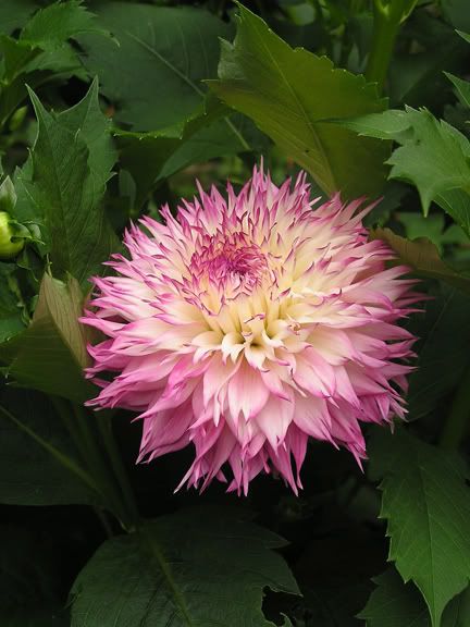 Pinelands Princess Aug 4th 2010